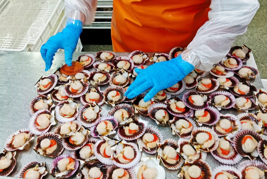Pacific Seafood: La Excelencia del Ostión Chileno de Coquimbo a Europa
