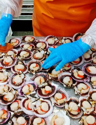 Pacific Seafood: La Excelencia del Ostión Chileno de Coquimbo a Europa