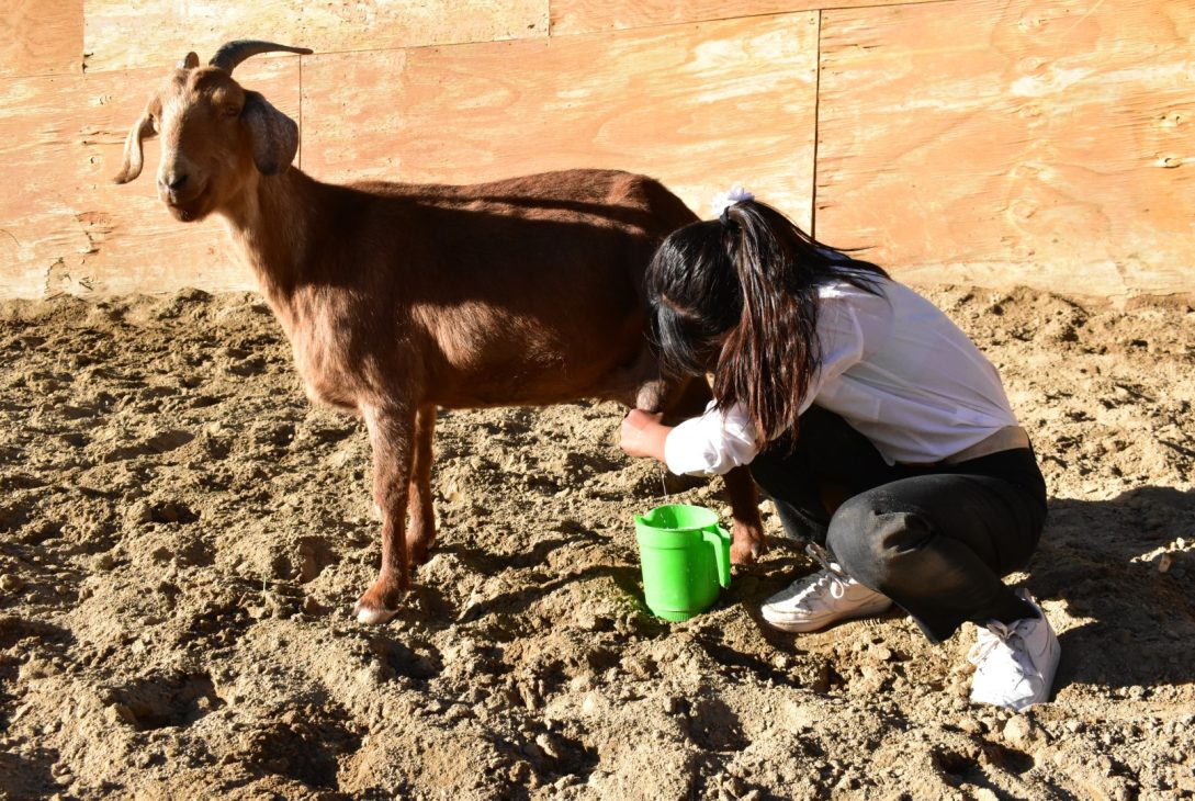 Río Hurtado invita a sus pampillas y bailes de Fiestas Patrias organizadas por la comunidad