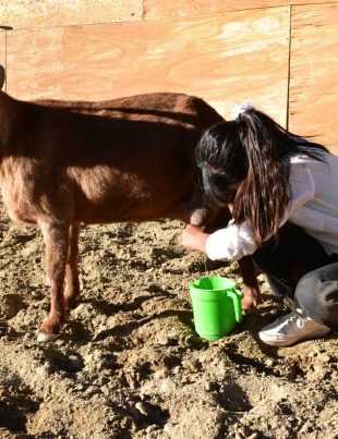 Río Hurtado invita a sus pampillas y bailes de Fiestas Patrias organizadas por la comunidad
