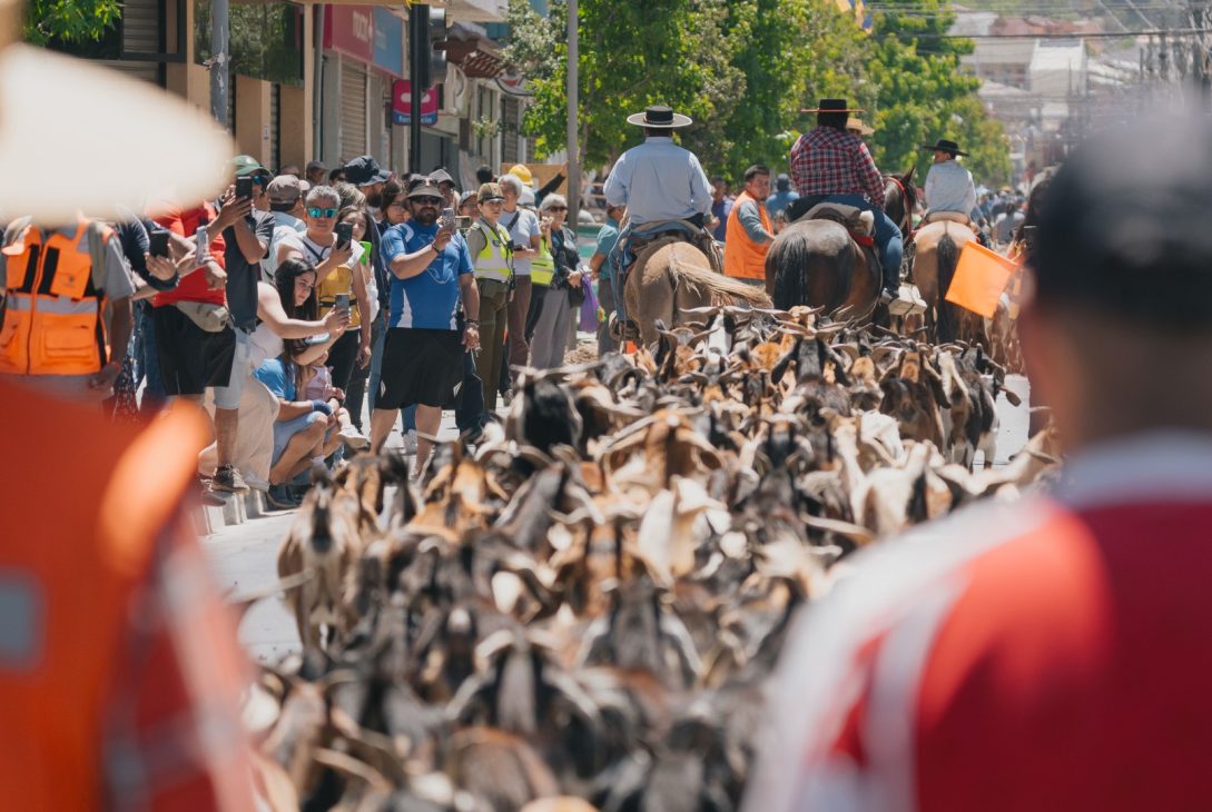 Illapel se llena de cultura y tradición con la XV versión del Día de la Trashumancia y el Criancero Caprino