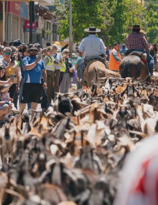 Illapel se llena de cultura y tradición con la XV versión del Día de la Trashumancia y el Criancero Caprino