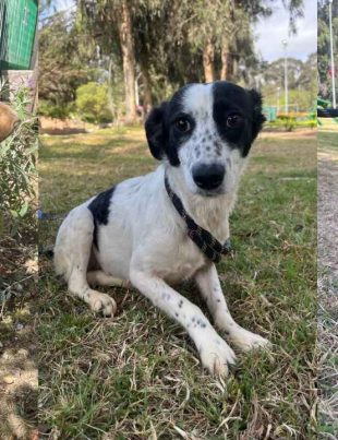 Municipalidad de La Serena dará en adopción a perros rescatados desde incendio