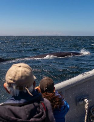 Cuentos de 110 Palabras Tu historia puede salvar el Archipiélago de Humboldt, ¡Últimos días para participar!