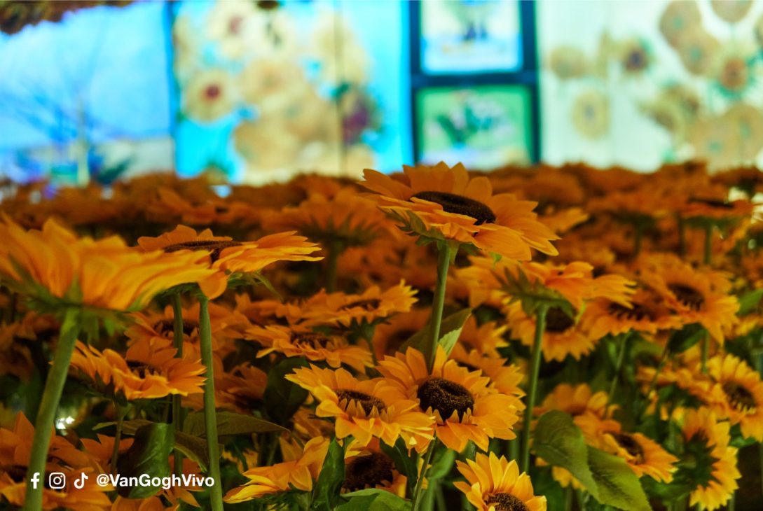 El universo de Van Gogh cobra vida en La Serena La muestra inmersiva que redefinirá el verano cultural