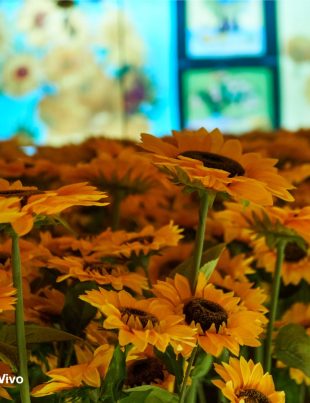 El universo de Van Gogh cobra vida en La Serena La muestra inmersiva que redefinirá el verano cultural