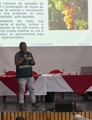 Capel refuerza trabajo en terreno junto al SAG y entrega tranquilidad a cooperados ante campañas de mosca de la fruta