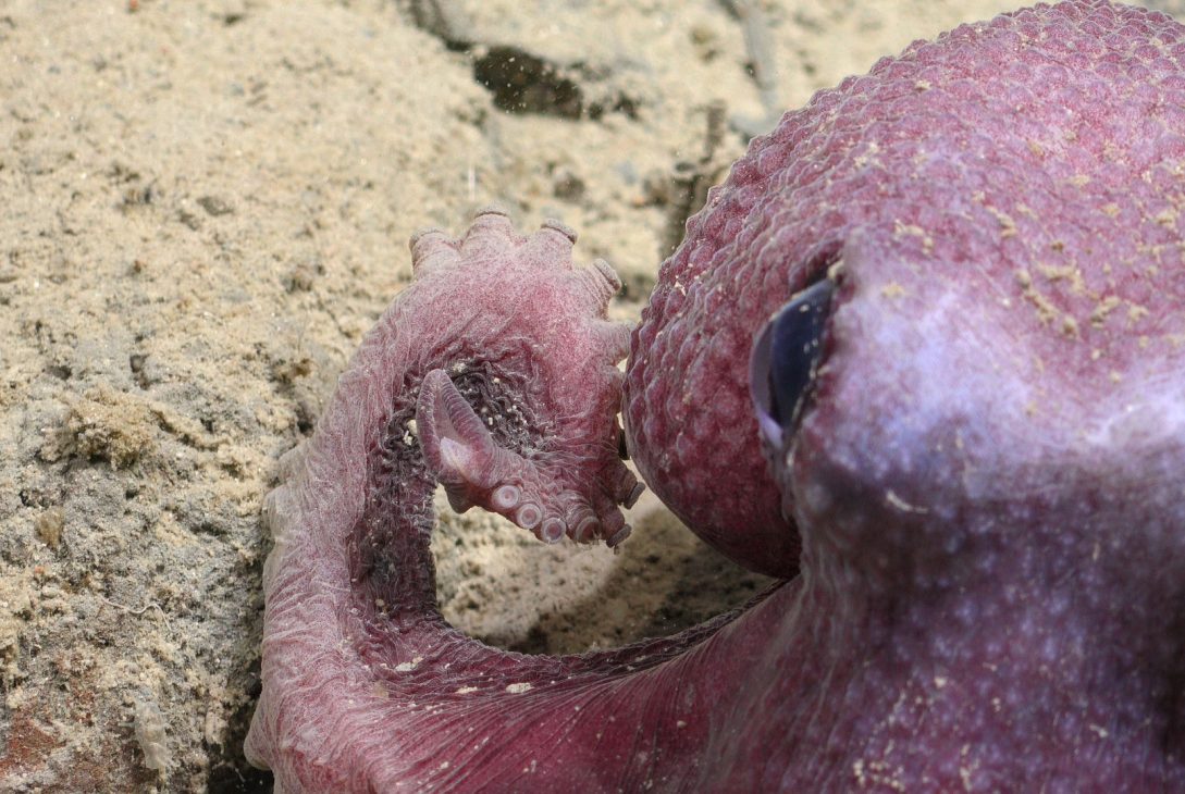 Especie descubierta en el Océano Pacífico es bautizada con nombre de académico de la UCN