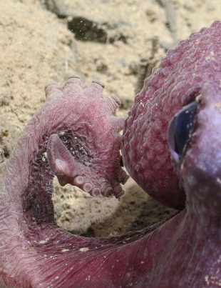 Especie descubierta en el Océano Pacífico es bautizada con nombre de académico de la UCN