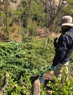 PDI incinera más de 2 millones de dosis de cannabis al incautar plantación en valle de Salamanca